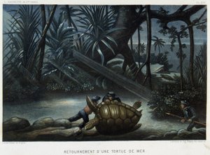 Skildpadde af en havskildpadde - i "" Le monde de la mer "" af Alfred Fredol, Hachette, Paris af French School