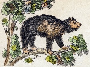 Unau (doven). Indgravering i "" Alphabet des animaux sauvages "". 9. serie. Billede af Epinal, Pellerin, trykkeri-udgiver, ca. 1870. Graveringer på træ, stencileret. 16 sider. Mål: 20 x 15 cm. Privat samling af French School