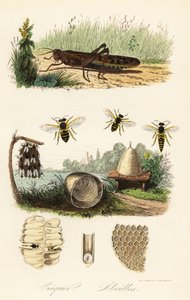 Ukendt billede af French School