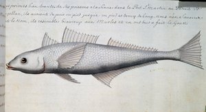 Ukendt fisk, Magellan-strædet, akvarel fra logbog af Jacques Gouin de Beauchesne (1652-1730), kaptajn på Compagnie royale de la Mer du Sud, fra 1698 til 1701, Frankrig af French School