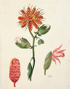 Vanille orkidé (vanilla planifolia) af Lejeune af French School