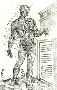 Vaskulært system ifølge Charles Etienne, fra The Dissection of the Human Body af French School