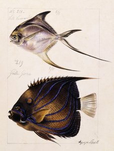 Velle... Osv, c.1850 af French School