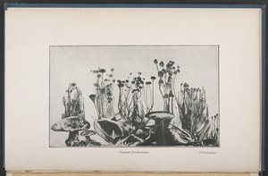 Osmotisk vegetation, Fig. 62, s. 163, fra 