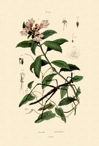 Spadserestok-insekt, 1833-39 af French School
