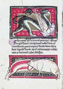Vildsvin og Griffon, miniature fra Saltykowchsh Edrin Bestiary af French School