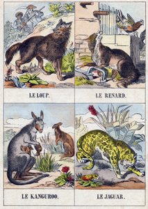 Ulv; Ræv; Kænguru ; Jaguar. Indgravering i "Buffon Alphabet des Animaux". 3. serie N 1. Billeddannelse af Epinal, Epinal, slutningen af 1800-tallet. 16 sider. Mål: 28x21cm af French School