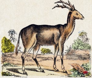 Xantarus. Indgravering i "Wild Animals Alphabet". 9. serie. Billeder af Epinal, Pellerin, trykkeri-udgiver, ca. 1870. Graveringer på træ, stencileret. 16 sider. Størrelse: 20 x 15 cm. Privat samling af French School