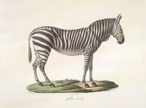 Kvinde zebra. Kvindezebra, fra Natural History of Pattedyr (farve litho) af French School