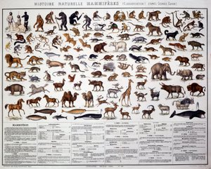 Zoologi: Klassificering af pattedyr i henhold til den franske biolog Georges Cuvier (1769-1832). Natural History Board af French School