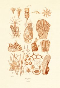 Zoophytes, 1833-39 af French School