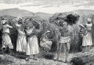 almindelig smilax eller sarsaparille eller grov bindweed høst i Peru (gravering) 1888 af French School