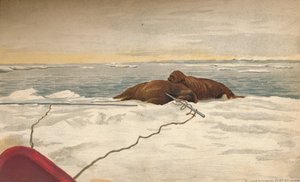 Hvalrosser dræbt ud for Taimyr-halvøens østkyst, 12. september 1893, 1897