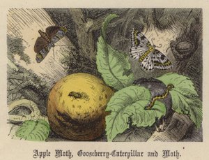 Æblemøl, stikkelsbær-larve og møl (farvet gravering)