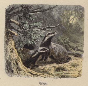 Grævling (farvet gravering) af Friedrich Specht