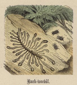 Bark-snudebille (farvet gravering) af Friedrich Specht