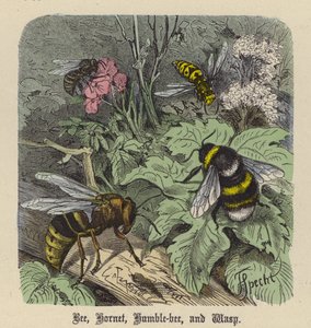 Bi, Hornet, Humble-Bee og Hveps (farvet gravering)