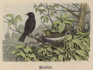 Blackbird (farvet gravering) af Friedrich Specht