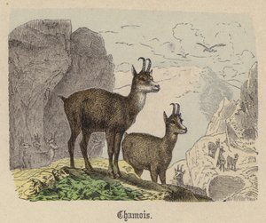 Gems (farvet gravering) af Friedrich Specht