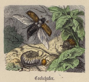 Cockchafer (farvet gravering) af Friedrich Specht