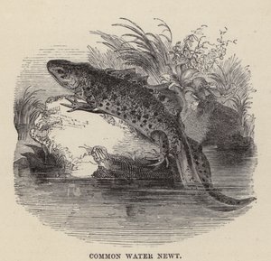 Almindelig vandsalamander (gravering) af Friedrich Specht