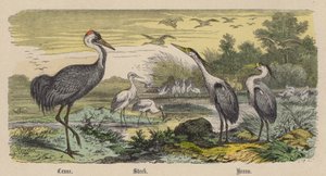 Trane, Stork, Hejre (farvet gravering)