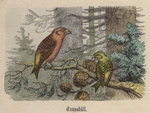 Korsnæb (farvet gravering)