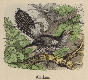 Gøg (farvet gravering) af Friedrich Specht