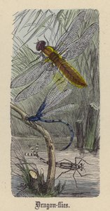 Dragon-fluer (farvet indgravering)