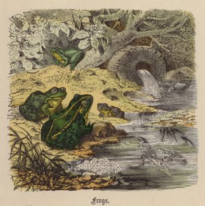 Frøer (farvet gravering) af Friedrich Specht