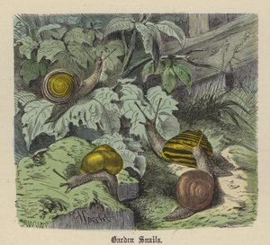 Havesnegle (farvet gravering) af Friedrich Specht