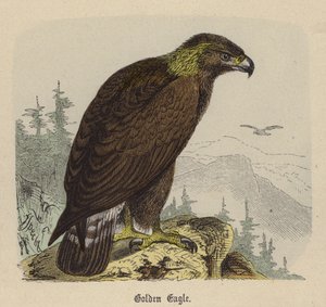 Golden Eagle (farvet gravering) af Friedrich Specht