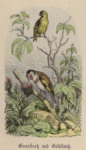 Grønfink og Guldfink (farvet gravering) af Friedrich Specht