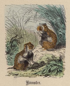 Hamster (farvet gravering)