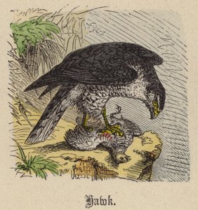 Hawk (farvet gravering) af Friedrich Specht