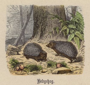 Hedgehog (farvet gravering)