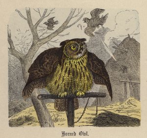 Hornugle (farvet gravering) af Friedrich Specht