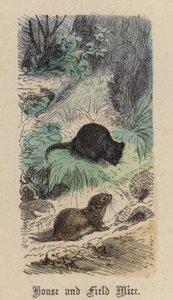 Hus- og markmus (farvet gravering) af Friedrich Specht