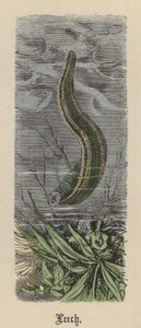 Leech (farvet gravering)
