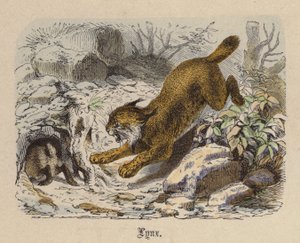 Lynx (farvet gravering) af Friedrich Specht