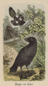 Magpie and Raven (farvet gravering)