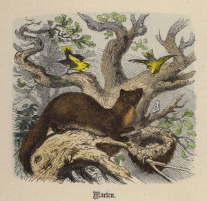 Mår (farvet gravering) af Friedrich Specht