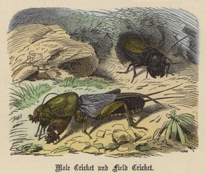Mole Cricket og Field Cricket (farvet indgravering)