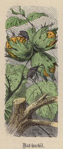 Nøddesnudebille (farvet gravering) af Friedrich Specht