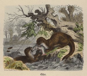 Otter (farvet gravering)