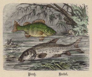 Aborre, barbel (farvet gravering)
