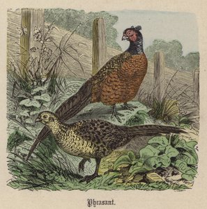 Fasan (farvet gravering) af Friedrich Specht