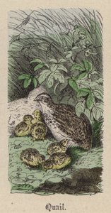 Vagtel (farvet gravering) af Friedrich Specht