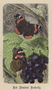 Red Admiral Butterfly (farvet indgravering) af Friedrich Specht