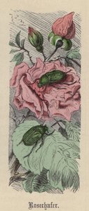 Rosechafer (farvet gravering) af Friedrich Specht